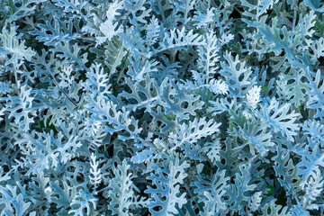 Close-up leaves the cineraria plant, a dusty miller as a background. Horizontal orientation, selective focus.