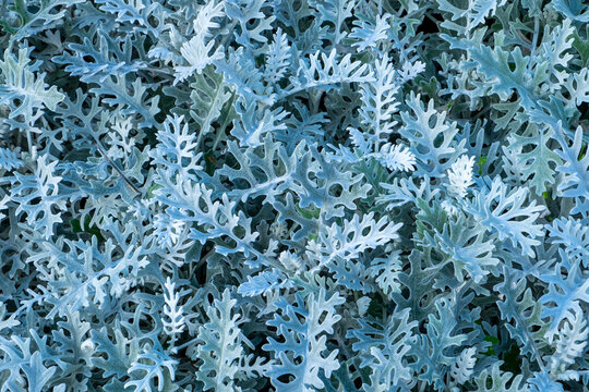 Dusty Miller Images – Browse 1,719 Stock Photos, Vectors, and 