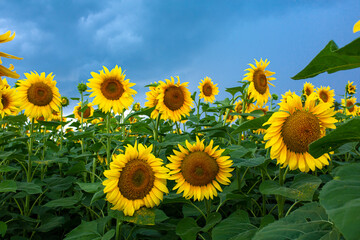 A field of sunflowers before the rain. Black rain clouds over a field of sunflowers
