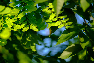 Selective focus on luscious green leaves of acacia. The background is heavily blurred tree foliage and a blue sky. Summer day. Natural background. Copy space. High quality photo.