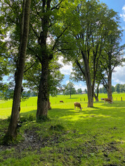 Cows on the pasture in Ramsau am Dachstein, Austria.