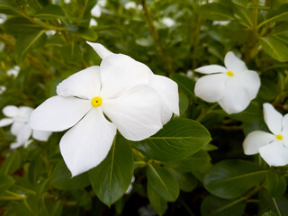Five petals of white flowers Nature background