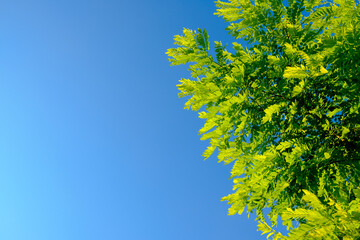 Selective focus on luscious green acacia leaves against a blue cloudless sky. Summer day. Natural background. Copy space. High quality photo.