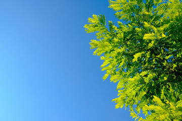 Fototapeta premium Selective focus on luscious green acacia leaves against a blue cloudless sky. Summer day. Natural background. Copy space. High quality photo.