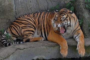 Fototapeta na wymiar Panthera tigris sumatrae