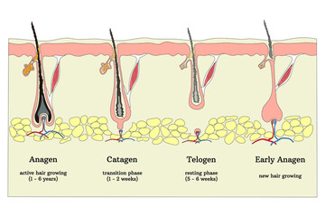 Human hair growth cycle. Biological catagen, telogen and anagen phases. Vector illustration 