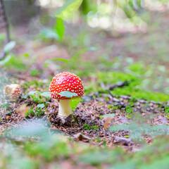 Beautiful but poisonous mushrooms Amanita close-up, bright sunny day in summer