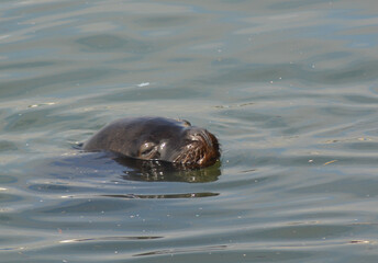 Fototapeta premium sea ​​lions in their environment on the coasts of Chile