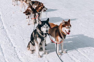 husky sled on vacation