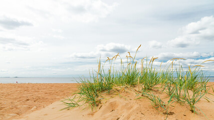 Ears of coastal grass on a sand dune of the seashore