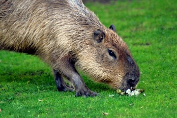 Capybara eating grass