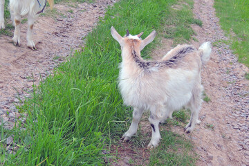 Female white goat for milk production .goats graze in the field