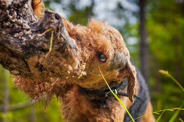 Airedale terrier dog playing in a forest