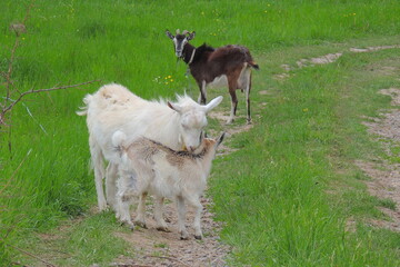 Female white goat for milk production .goats graze in the field