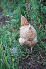 Chicken in the garden with green grass, brown chicken is walking in garden