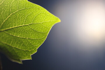 A detailed Vein of a green leaf 