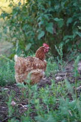 Chicken in the garden with green grass, brown chicken is walking in garden