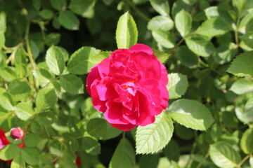 Bright pink flowers blooming on a rose bush in the summer garden. 