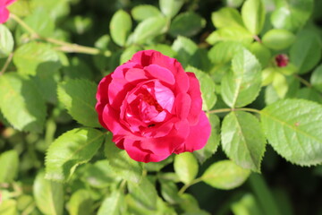 Bright pink flowers blooming on a rose bush in the summer garden. 