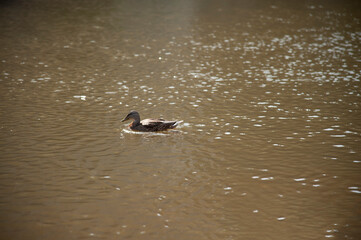 duck floating in the river