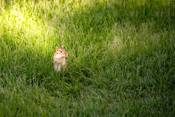 rodent in grass