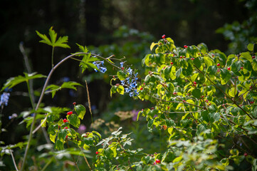 red berries and blue flowers