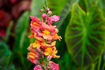 red and yellow flowers green leaves background 
