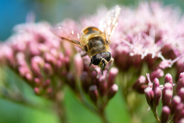 closeup bee honeybee plant blossom in nature