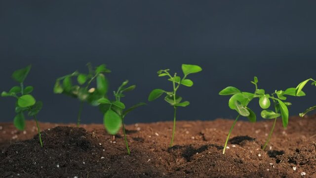 Plant cultivation. Earth day. Young green seedlings swinging in wind growing in fertile soil isolated on dark storm sky background with sun rays loop. Agricultural farming. New life.