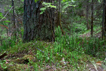 Fototapeta premium trunk of an old tree overgrown with moss