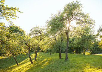 Thin and curved apple trees in the park on the sunset