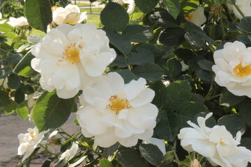 Bright white flowers blooming on a rose bush in the summer garden. 