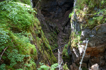 a gorge overgrown with moss with broken branches