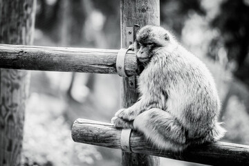 Singe magot ou macaque de Barbarie en train de dormir sur une structure en bois dans un zoo
