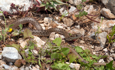 Kaspische Pfeilnatter (Dolichophis caspius) im Jugendkleid - Samos (Griechenland) / juvenile...