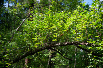 Fototapeta na wymiar natural wood arch with green leaves