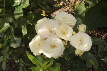 Bright white flowers blooming on a rose bush in the summer garden. 