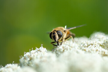 closeup bee honeybee plant blossom in nature