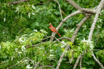 red male cardinal in green tree branches. Outdoor birding 