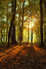 Colorful autumn forest on the sunset