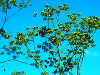 Coast of the Volga River in Russia.A poisonous plant similar to garden dill.