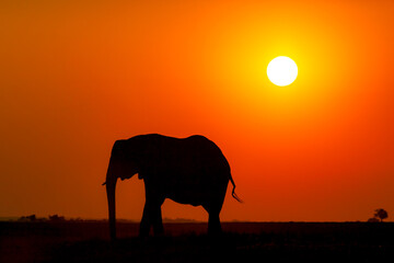 Naklejka na ściany i meble African elephant silhouette at sunset