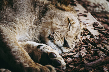 Portrait d'un jeune lion en train de dormir