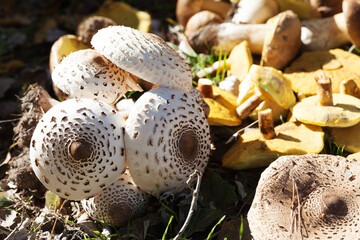 Young parasol mushrooms (Macrolepiota procera or Lepiota procera), ceps and suillus on background