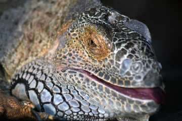 Close up of a lizard