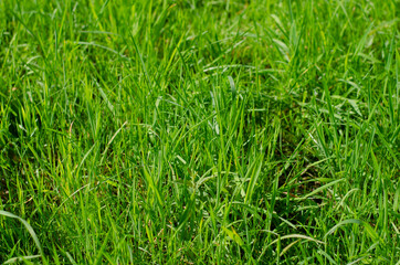 green grass texture background horizontal