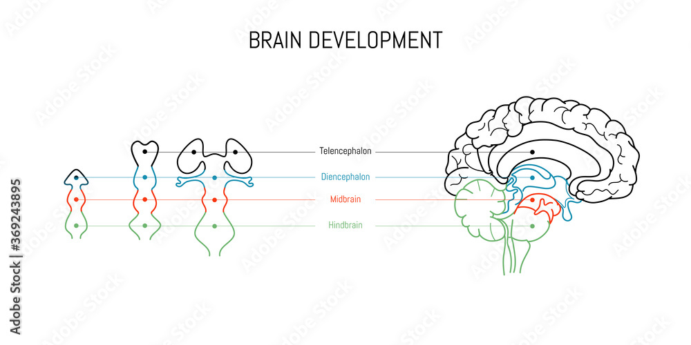 Wall mural neuroscience infographic on white background. human brain evolution from embyo to adult . brain vesi