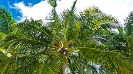 Fototapeta na wymiar Carved leaves of palm trees against the background of the sky. The whole space of the photo is a trunk and bright foliage with coconuts. There are white clouds in the blue sky. Maldives.
