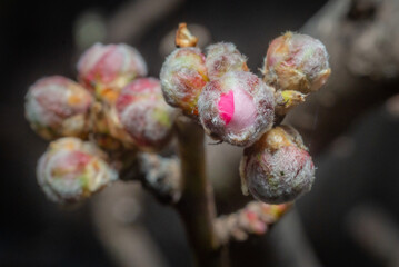 Closeup of flowering nectarine  flower bud burst