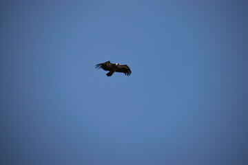 Photo of a black vulture flying over the blue sky in Extremadura, Spain 